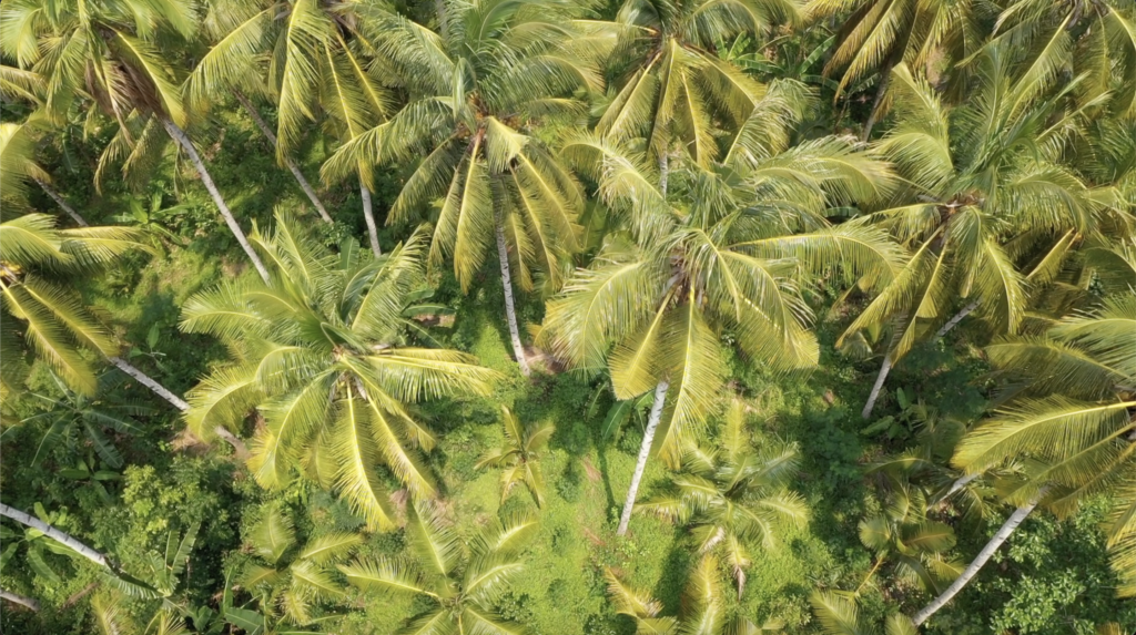 インドネシア/東ジャワのココヤシ原生林